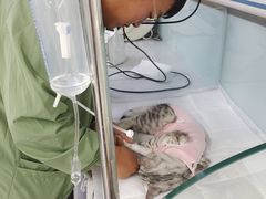 -达爱动物医院·犬猫分区·CT·复杂眼科(远洋山水分院)