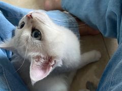 -lincat·猫舍(广州店)