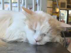 -平行世界·猫咖(首经贸店)
