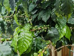 -Torch Coffee 炬点咖啡