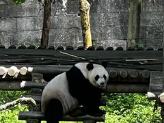 -中国大熊猫保护研究中心雅安碧峰峡基地