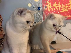-猫爷宠物生活馆·撸猫馆