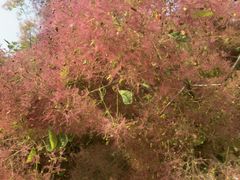 -武清南湖绿博园