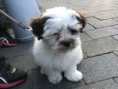 -Patagonia Chocolates(皇后镇店)