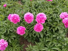 -扬州芍药园(仪征市)