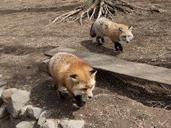 -宫城藏王狐狸村