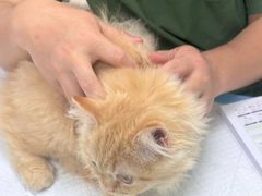 -宠颐生汉谟拉比宠物医院