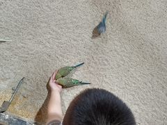 -上海大自然野生昆虫馆(东方明珠·爬宠昆虫探索中心)