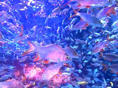 -成都浩海立方海洋公园