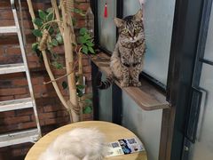 -豆逗聊愈猫阁Easy Life