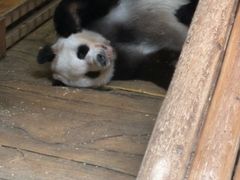 -深圳野生动物园