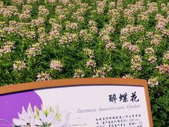 -径山花海