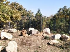 狮子-西安秦岭野生动物园