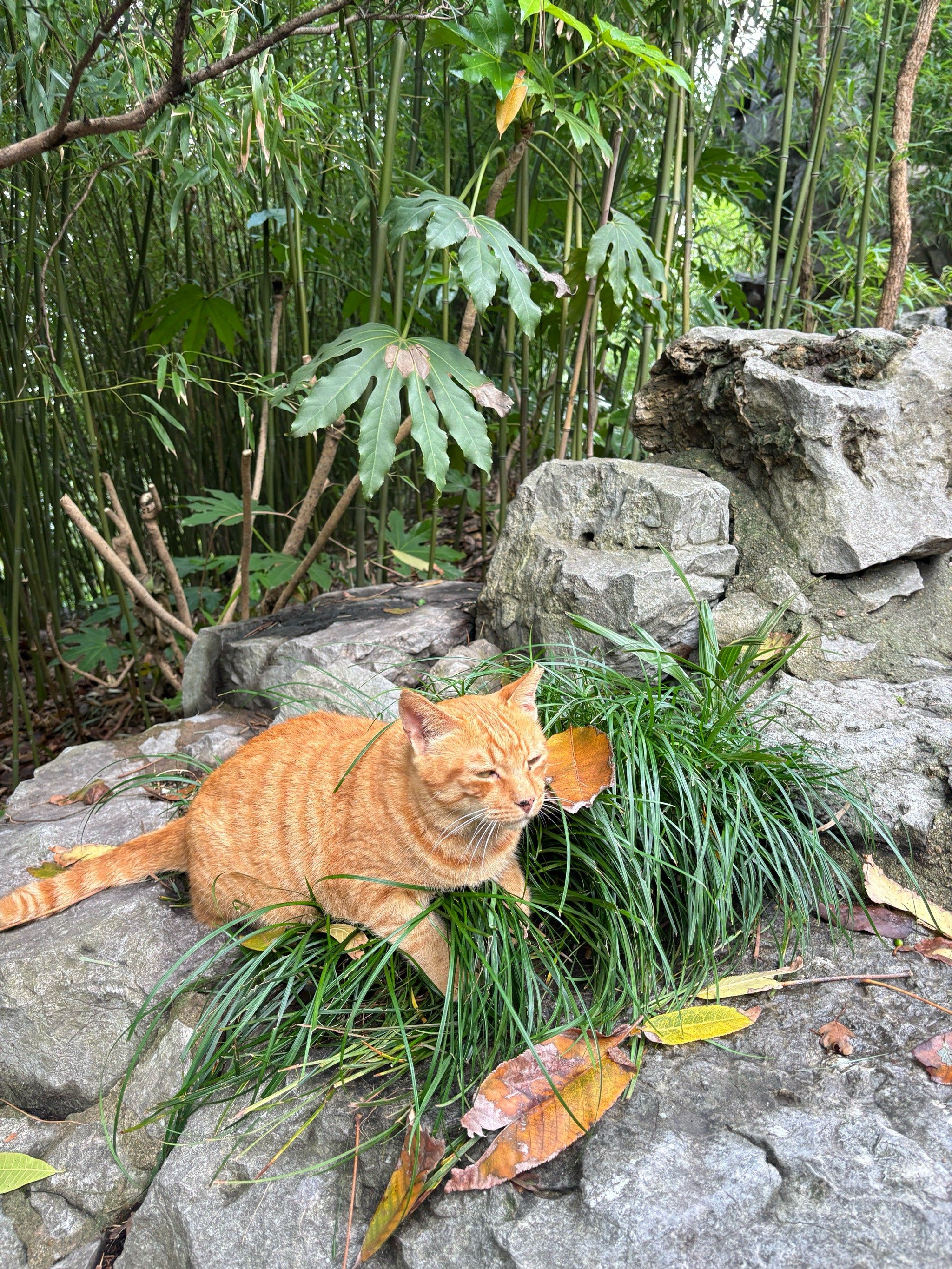 流浪猫日常 #又是被小猫可爱到的一天 汇龙潭这只大野猫真的好凶