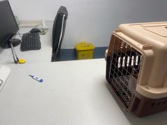 -宠颐生动物医院·猫科·心脏科(海口分院)