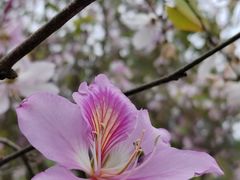-中国科学院华南植物园