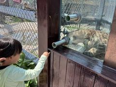 -横道河子东北虎林园