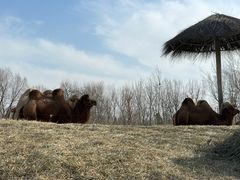 -北京野生动物园