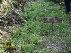 -樂桃源奉贤黄桃种植采摘基地