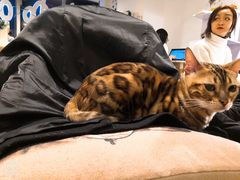 -Cappucimeow猫咪咖啡馆(韦伯时代店)
