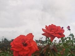 -亚龙湾国际玫瑰谷