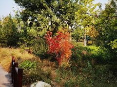 -莲花池公园