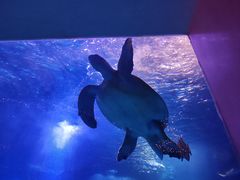 -太平洋海底世界