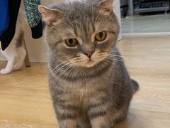 -猫咪派对(江南西店)