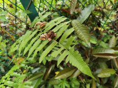 -梧桐山风景名胜区