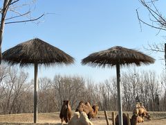 -北京野生动物园