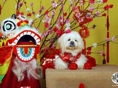 -超宠爱宠物摄影-Super pet