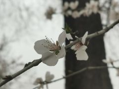 -桃花堤公园