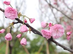 -天适樱花悠乐园