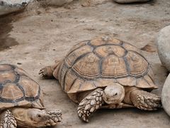 -南宫五洲植物乐园