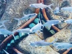 -哈尔滨波塞冬海底世界