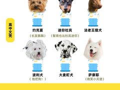-翊宠yipet猫狗购宠庄园