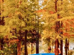 -白鹭湾湿地公园