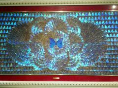 -上海昆虫博物馆