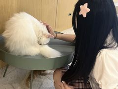 -飞行喵MR PILOT|猫舍·猫咖(静安大融城店)