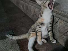 -观音桥步行街