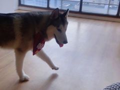 -Husky Go! 哈士奇体验馆·宠物咖啡厅狗咖
