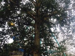 -商丘市人民公园