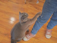 -喵园·猫主题咖啡厅·撸猫·猫咖(国贸店)