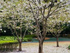 -徐家汇源景区-衡山公园