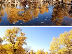 -金塔沙漠胡杨林景区