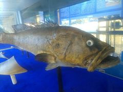 -上海海洋大学鱼文化博物馆(军工路校区)