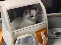 -伟伟宠物医院·CT影像中心·瑞派犬猫综合性门诊(汉口总院)
