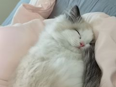 -东方名猫馆·英短金渐层布偶猫舍(环线广场1号楼店)