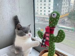 -lincat·猫舍(广州店)