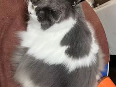 -瑞鹏宠物医院·夜间急症·心超·猫科(祖庙分店)